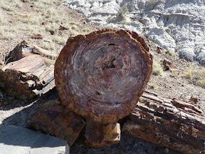 Petrified log