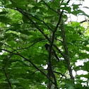Eastern towhee