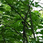 Eastern towhee