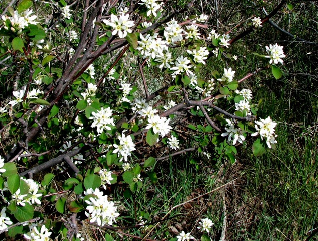 [smserviceberry[2].jpg]