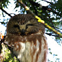 Northern Saw-Whet Owl