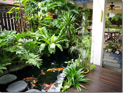 Waterfalls are ideal for informal pond design. Plants and rocks formation can create a beautiful natural setting. my waterfall is almost fully hidden by the plants (a large bird-nest fern, money plant(Epipremnum aureum), water pennywort and backed by heliconia rosetta)