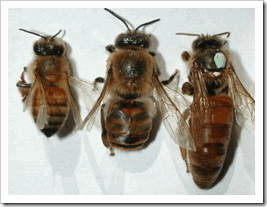honey bee -2