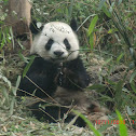 Giant Panda