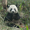 Giant Panda