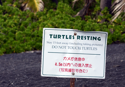 Yes, people 3 feet from the turtles, this is meant for *you*