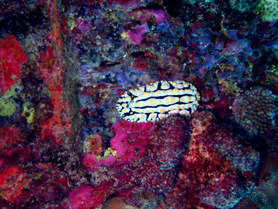 Large scrambled egg nudibranch