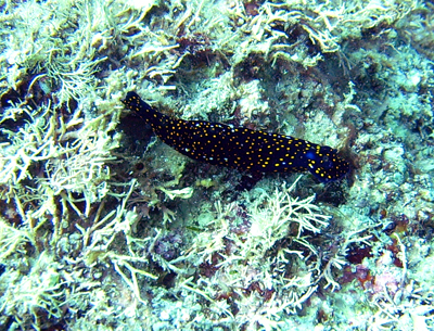 Nudibranch. Sea of Cortez