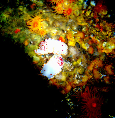 Nudibranchs. Sea of Cortez
