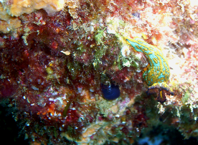 Nudibranch. Sea of Cortez