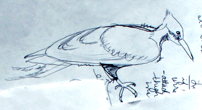 Pileated Woodpecker Drawing by Sherry Cordova