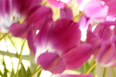 tulips Filoli Woodside CA