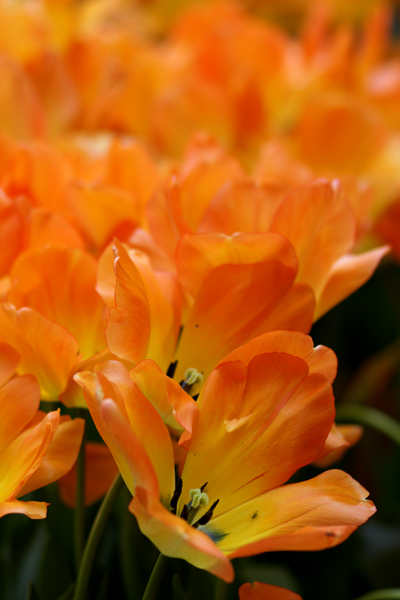 Tulips at Filoli, Woodside CA