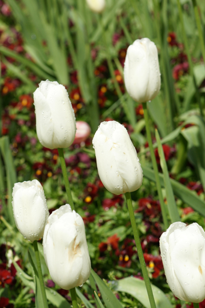 White tulips at Queen Wilhemina Tulip Garden