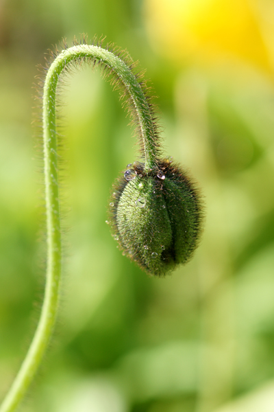 Poppies at the Queen Wilhemina Tulip Garden