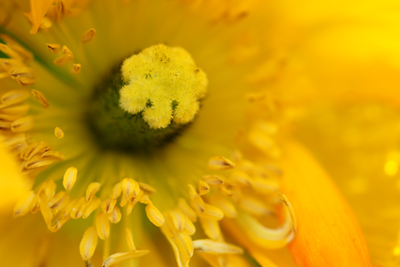 Poppies at the Queen Wilhelmina Tulip Garden