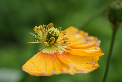 Ravaged poppy at the Queen Wilhemina Tulip Garden