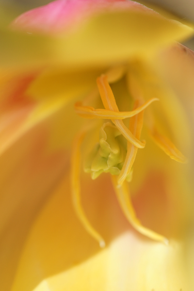 Golden Gate Park's Queen Wilhemina Tulip Garden