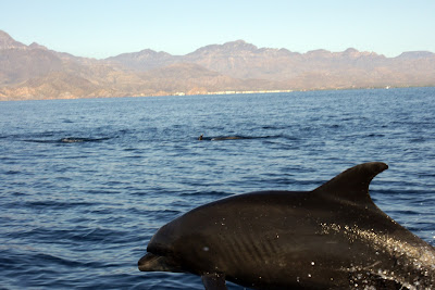 Bottlenose Dolphin Taking a Look at the Humans on the Boat