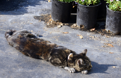 Garden cat