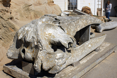 California Gray Whale Skull