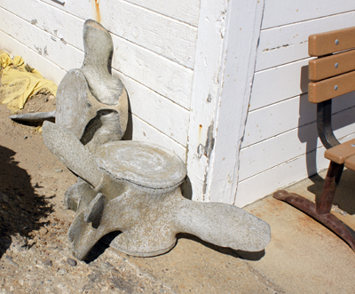 California Gray Whale  vertebrae