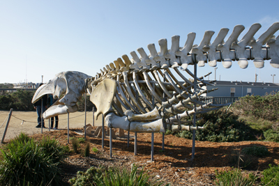 One of two whale skeletons at Long Marine Lab