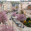 Spring Trees from our Balcony