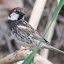 Sparrow