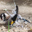 Splashing bird