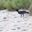 Hooded Crow