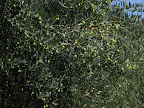 GentileSettmbreP1040833.jpg