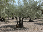 IntossoLaRomaSett07P1040840.jpg