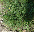 Rucola am Wegesrand Rucola am Wegesrand