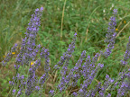 Lavendel