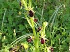 Hummelblütige Orchidee.