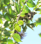 Siebenschläfer - Ghiro - Doormouse