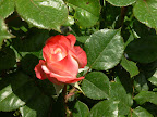 P1090060.JPG