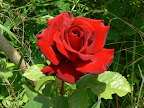 P1090062.JPG