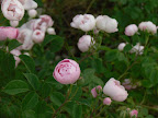 P1090184.JPG