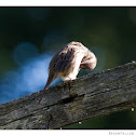 Song Sparrow