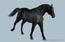 Black%20Sports%20Horse%20001 Millennium Horse textures