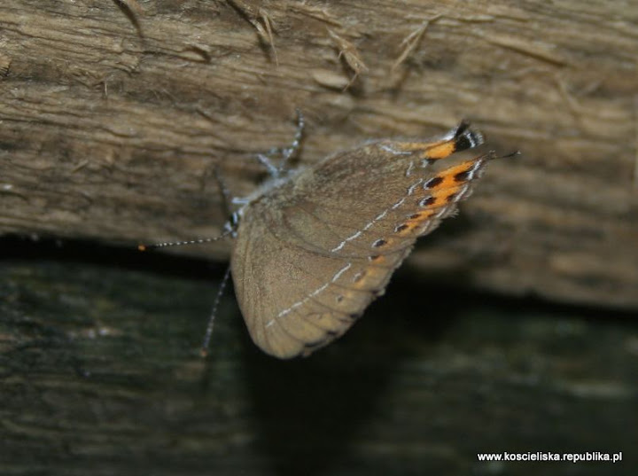 Ogo�czyk ostrokrzewowiec (Satyrium ilicis)