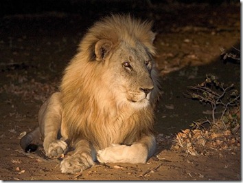 Lion_at_night_fs