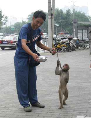 Shanghai monkey