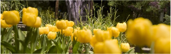 BostonFlowerGardenShowTulips