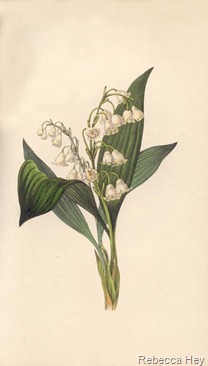 Lily of the Valley