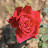 DSC_0555.JPG