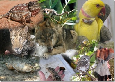 Have a Stroll through the Wildlife of Dubai