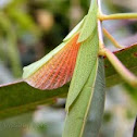 Childrens Stick Insect?